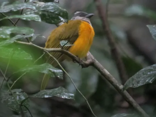 File:Eucometis penicillata Guicha hormiguera Grey-headed Tanager (6391734809).jpg