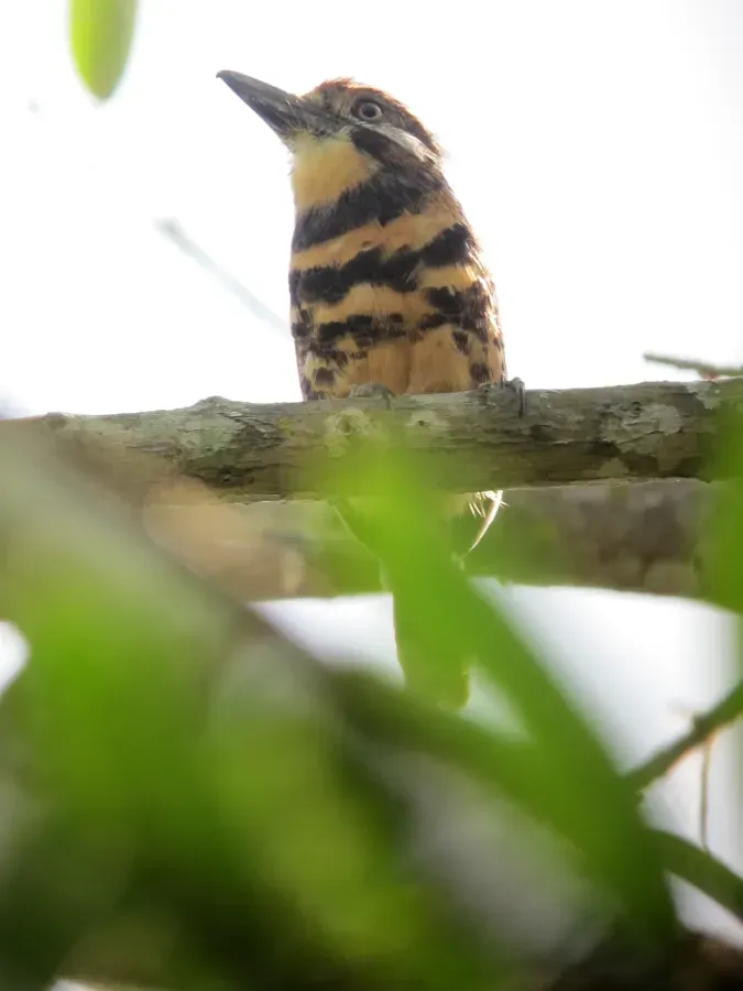 File:Hypnelus bicinctus Bobo punteado Two-banded Puffbird (6288280371).jpg