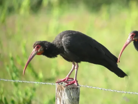 File:Cercibis oxycerca Tarotaro Sharp-tailed Ibis (6288776691).jpg