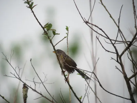 File:Emberizoides herbicola Sabanero coludo Wedge-tailed Grass-Finch (6278049297).jpg