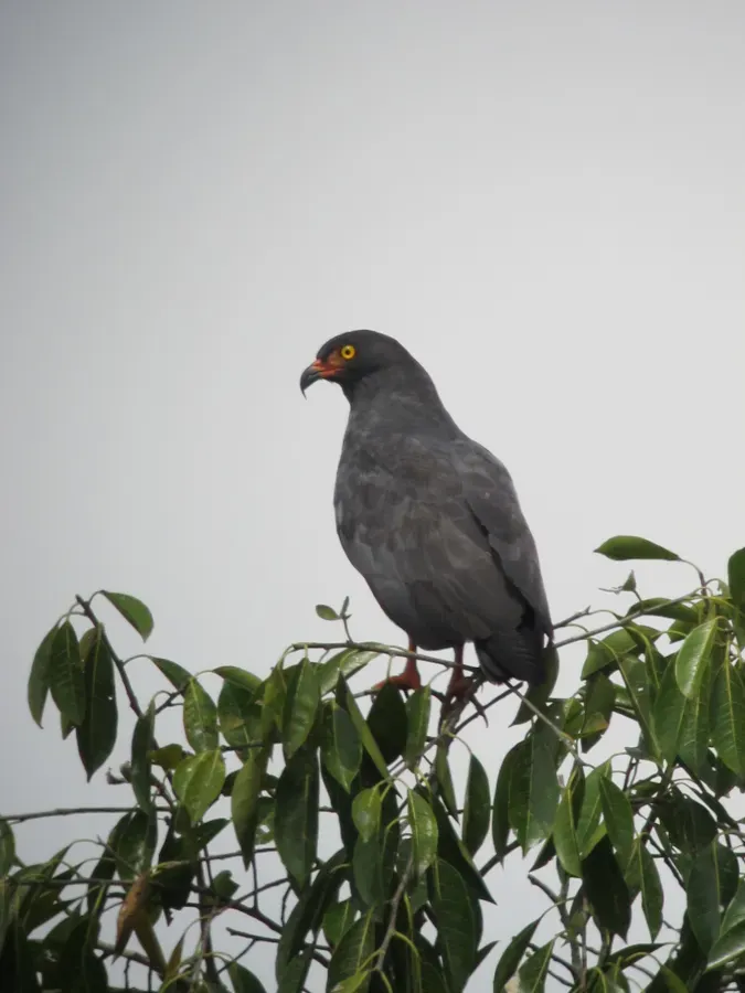 File:Helicolestes hamatus Caracolero negro Slender-billed Kite (6267923766).jpg