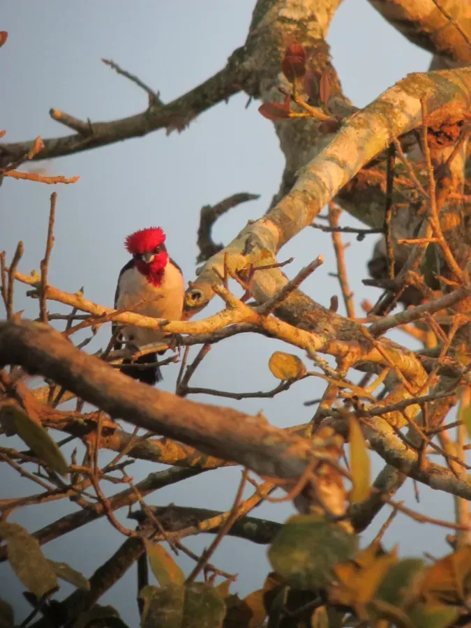 File:Paroaria nigrogenis Cardenal pantanero Masked Cardinal (6262582506).jpg