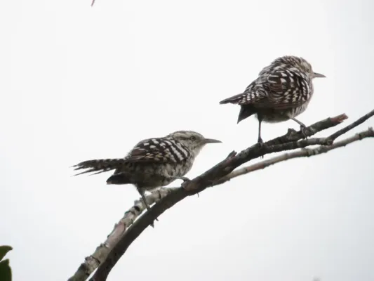 File:Campylorhynchus nuchalis Cucarachero blanquinegro Stripe-backed Wren (6260409687).jpg