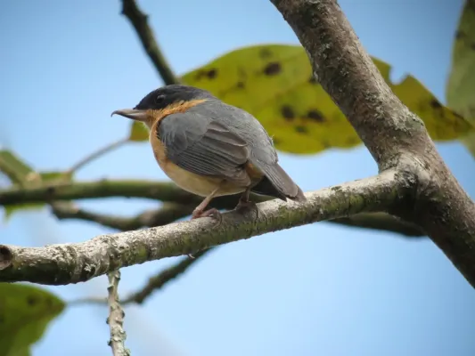 File:Diglossa sittoides Picaflor canela Rusty Flowerpiercer (male) (6218963698).jpg