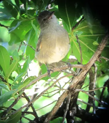 File:Elaenia martinica Elaenia caribeña Caribbean Elaenia (15352427467).jpg