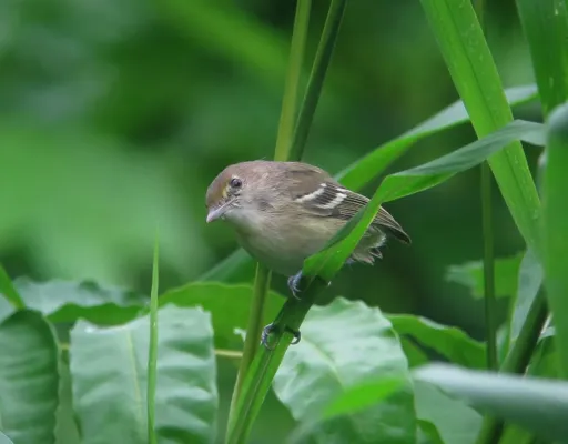 File:Vireo caribaeus Vireo de San Andrés San Andres Vireo (14917445444).jpg