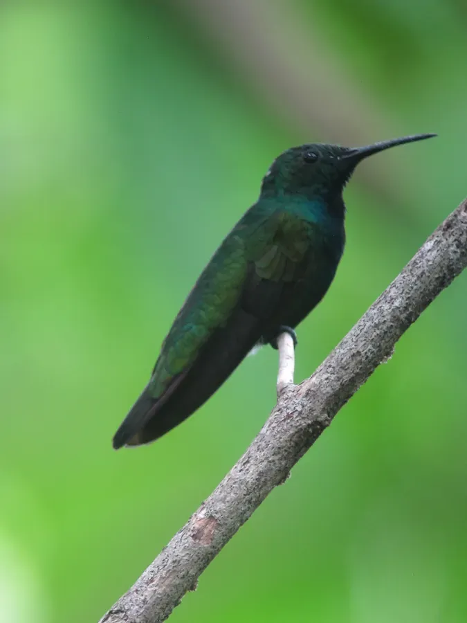 File:Anthracothorax prevostii Mango Pechiverde Green-breasted Mango (15539024142).jpg