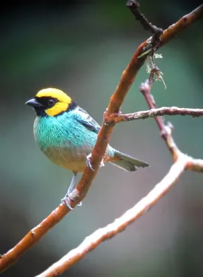 File:Tangara xanthocephala Tángara coronada Saffron-crowned Tanager (15300526795).jpg