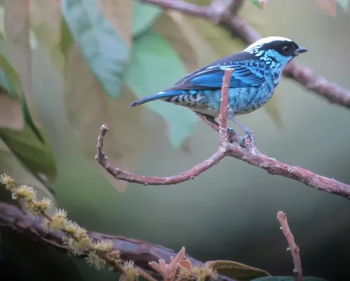 File:Tangara nigroviridis Tángara berlina Beryl-spangled Tanager (14812976618).jpg