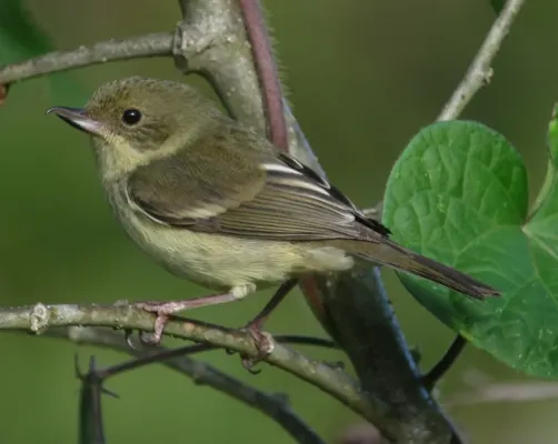 File:Diglossa sittoides Picaflor canela Rusty Flowerpiercer (female) (14659849378).jpg
