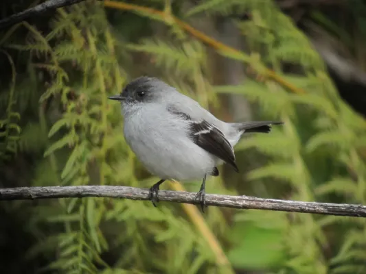 File:Serpophaga cinerea Tiranuelo salta arroyo Torrent Tyrannulet (14644850880).jpg
