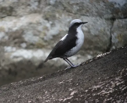 File:Cinclus leucocephalus Mirlo-acuático Suramericano White-capped Dipper (14828432371).jpg