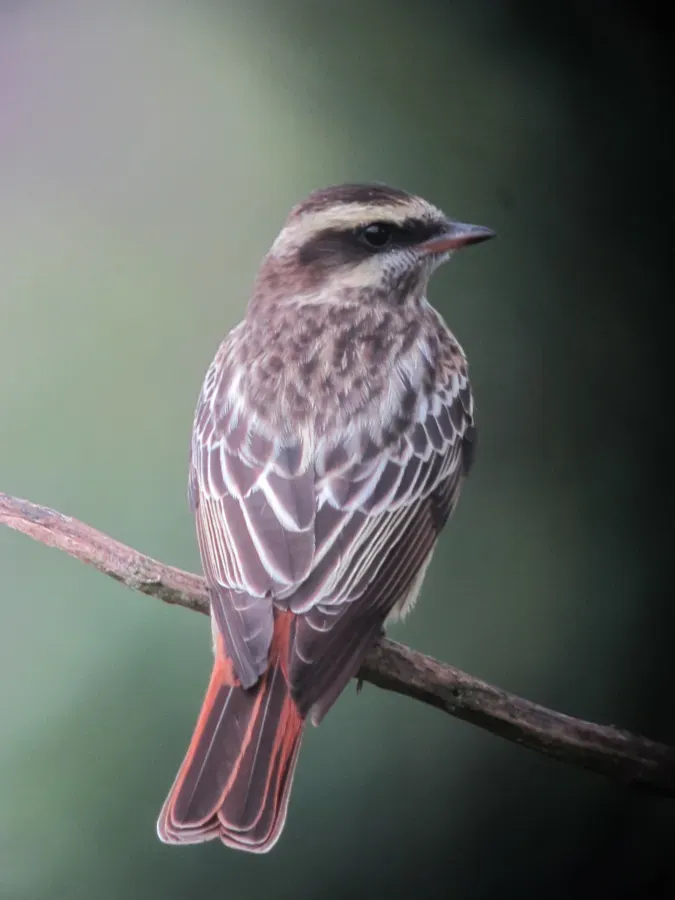 File:Empidonomus varius Atrapamoscas veteado Variegated Flycatcher (14807017431).jpg
