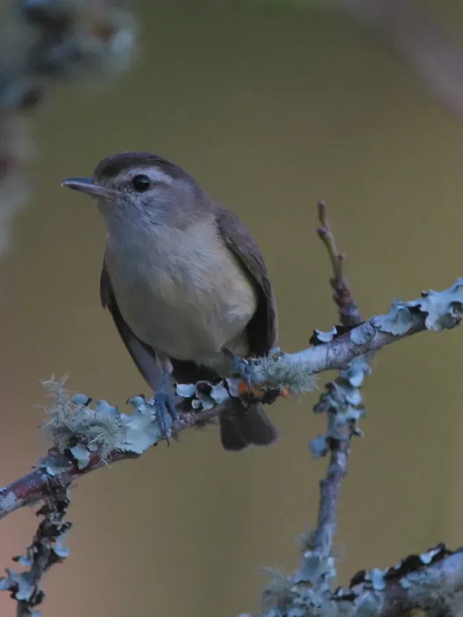 File:Vireo leucophrys Verderón montañero Brown-capped Vireo (14393305319).jpg