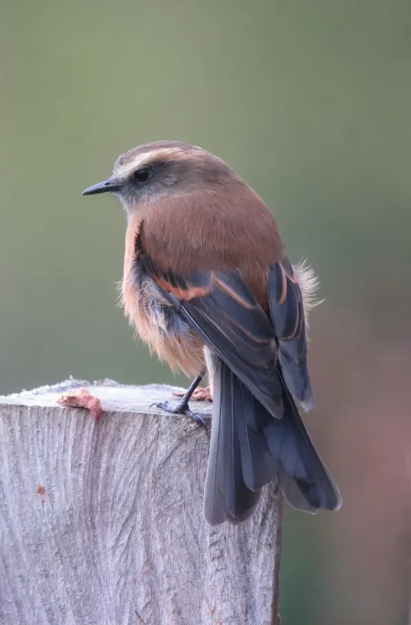 File:Ochthoeca fumicolor Pitajo ahumado Brown-backed Chat-Tyrant (14338910226).jpg