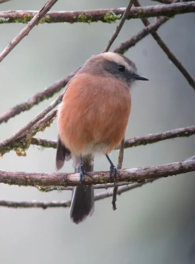 File:Ochthoeca fumicolor Pitajo ahumado Brown-backed Chat-Tyrant (14360454202).jpg