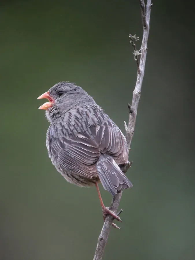 File:Catamenia inornata Semillero andino Plain-coloured Seedeater (14175316188).jpg