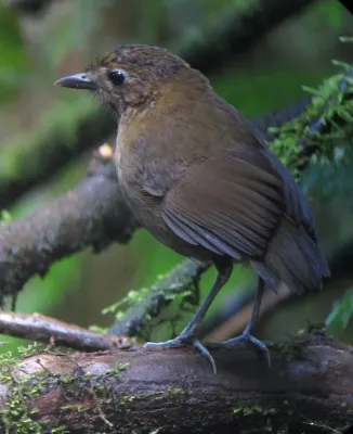 File:Grallaria milleri Tororoi de Miller Brown-banded Antpitta (14381568503).jpg