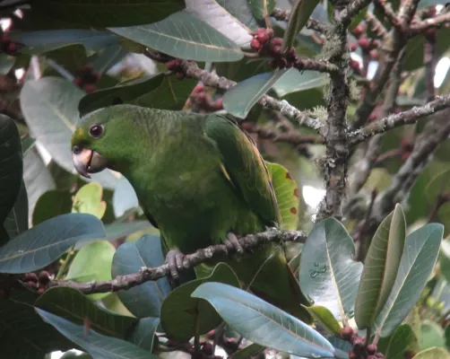 File:Amazona mercenarius Lora Andina Scaly-naped Parrot (14359607372).jpg