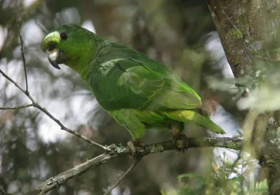 File:Amazona mercenarius Lora Andina Scaly-naped Parrot (14174647360).jpg