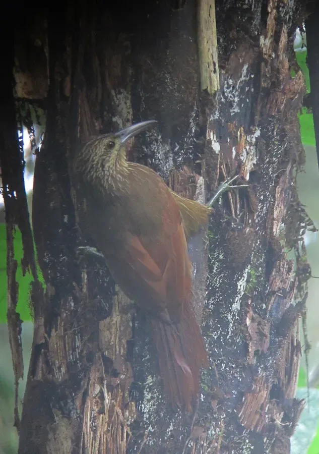 File:Xiphocolaptes promeropirhynchus Trepatroncos gigante Strong-billed Woodcreeper (14359913525).jpg