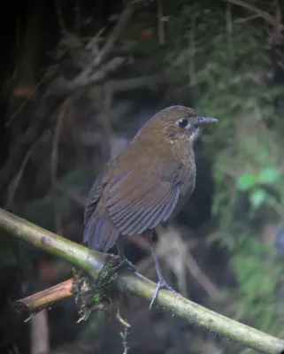 File:Grallaria milleri Tororoi de Miller Brown-banded Antpitta (14353944602).jpg