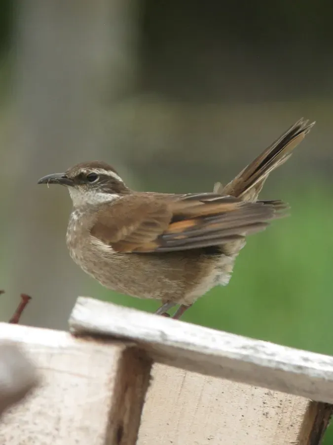File:Cinclodes excelsior Cincldes cavador Stout-billed Cinclodes (14360847243).jpg