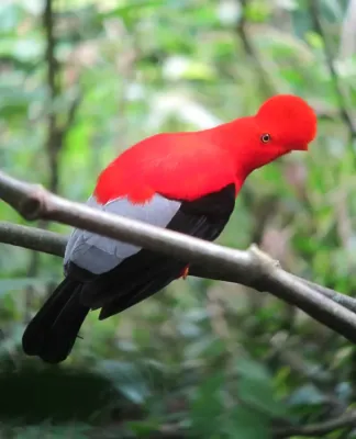 File:Rupicola peruvianus Gallito de roca andino Andean-Cock-of-the-Rock (male) (13999486094).jpg