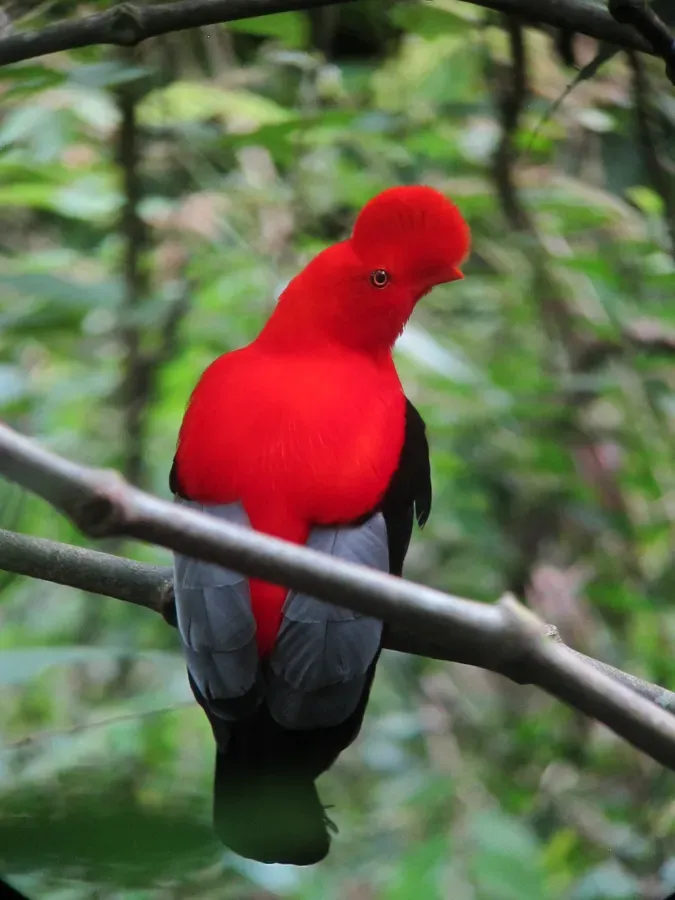 File:Rupicola peruvianus Gallito de roca andino Andean-Cock-of-the-Rock (male) (13995875991).jpg