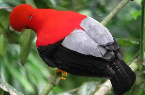 File:Rupicola peruvianus Gallito de roca andino Andean-Cock-of-the-Rock (male) (13995876801).jpg