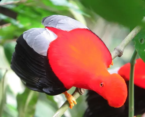 File:Rupicola peruvianus Gallito de roca andino Andean-Cock-of-the-Rock (male) (13975950606).jpg