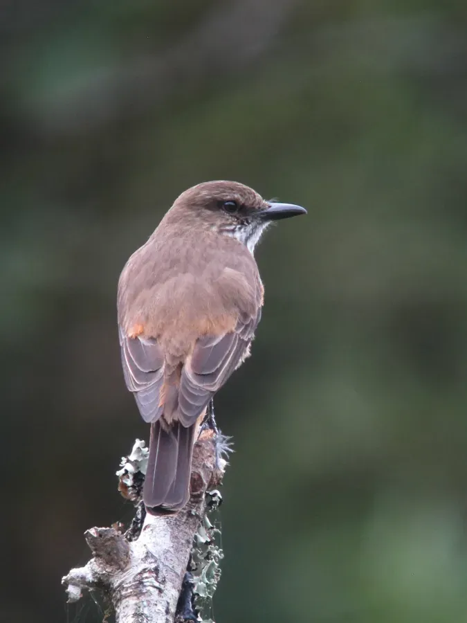 File:Myiotheretes striaticollis Atrapamoscas chiflaperro Streak-throated Bush-Tyrant (13975951386).jpg