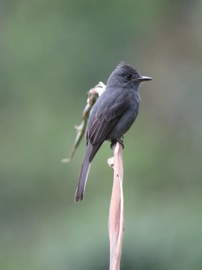File:Contopus fumigatus Pibí oscuro Smoke-colored Pewee (14018741813).jpg