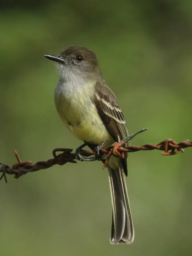 File:Myiarchus cephalotes Atrapamoscas montañero Pale-edged Flycatcher (13975565116).jpg