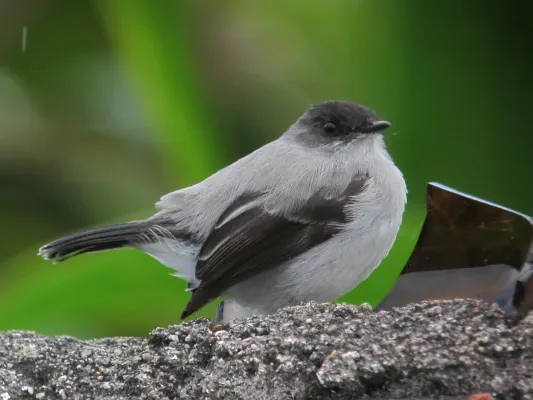 File:Serpophaga cinerea Tiranuelo salta arroyo Torrent Tyrannulet (12256607156).jpg