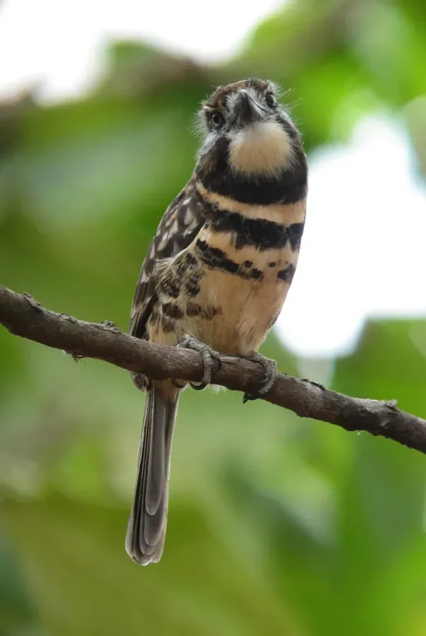 File:Hypnelus ruficollis bicinctus Bobo punteado Two-banded Puffbird (12228060193).jpg