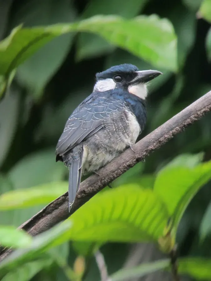 File:Notharchus pectoralis Bobo pechinegro Black-breasted Puffbird (12227821735).jpg
