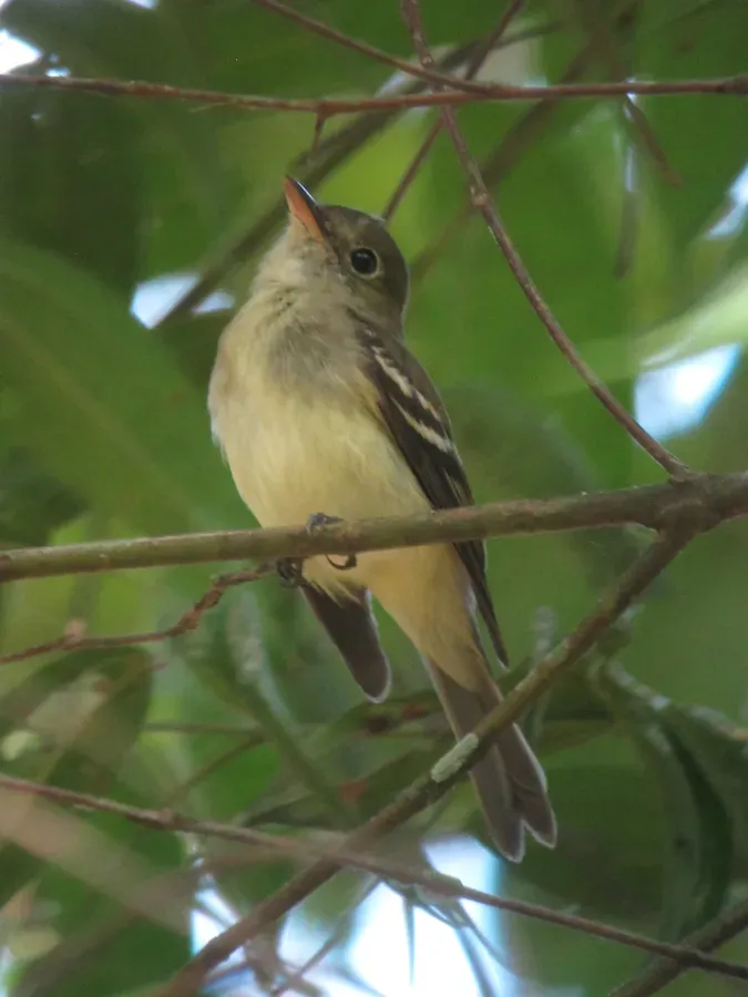 File:Tolmomyias assimilis Picoplano aliamarillo Yellow-margined Flycatcher (12220026323).jpg