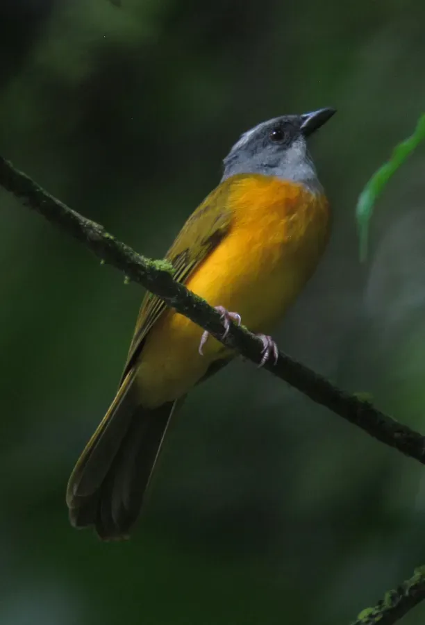 File:Eucometis penicillata Guicha hormiguera Grey-headed Tanager (12198394966).jpg