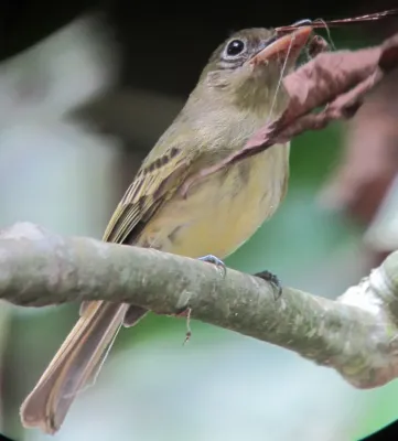 File:Rhynchocyclus olivaceus Picoplano oliváceo Olivaceous flatbill (12181427675).jpg