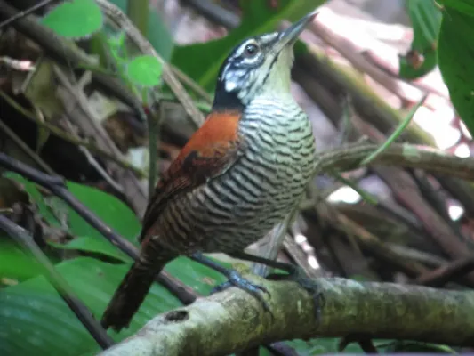 File:Cantorchilus nigricapillus Cucarachero ribereño Bay wren (12180505396).jpg