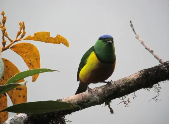 File:Chlorophonia pyrrhophrys Clorofonia ferruginosa Chestnut-breasted Chlorophonia (male) (8428243933).jpg