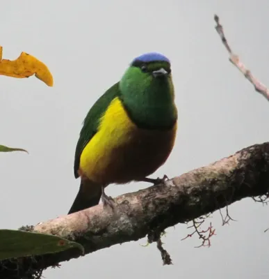 File:Chestnut-breasted Chlorophonia (Chlorophonia pyrrhophrys) Clorofonia ferruginosa (male).jpg