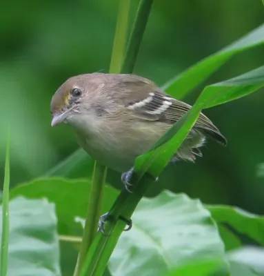 File:San Andres Vireo (Vireo caribaeus).jpg