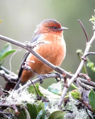 File:Conirostrum rufum Conirrostro rufo Rufous-browed Conebill (8741939991).jpg