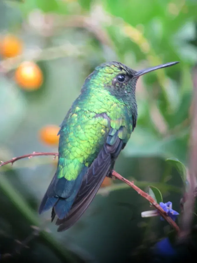 File:Chlorostilbon gibsoni Esmeralda piquirroja Red-billed Emerald (8740231128).jpg
