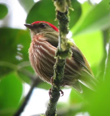 File:Machaeropterus regulus Saltarín rayado Striped Manakin (male) (8740234052).jpg