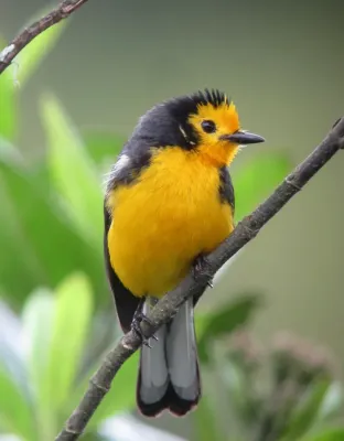 File:Myioborus ornatus Abanico cariblanco Golden-fronted Whitestart (8730321796).jpg