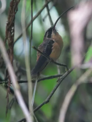 File:Phaethornis syrmatophorus Ermitaño leonado Tawny-bellied Hermit (8726467135).jpg