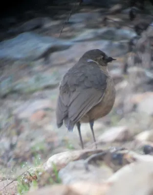 File:Grallaria quitensis Tororoi leonado Tawny Antpitta (8723641201).jpg